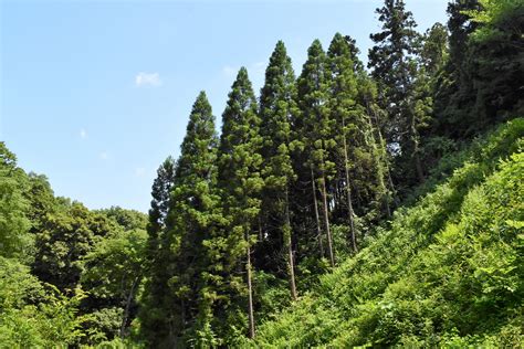 杉的種類|日本全国の杉（スギ）一覧と検索